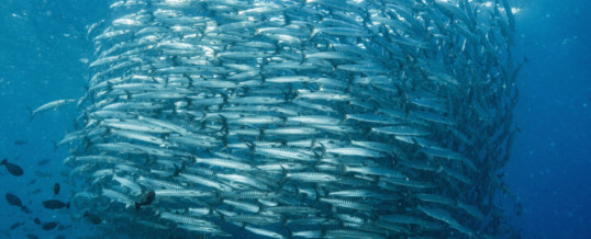 Going Fishing with Suppliers