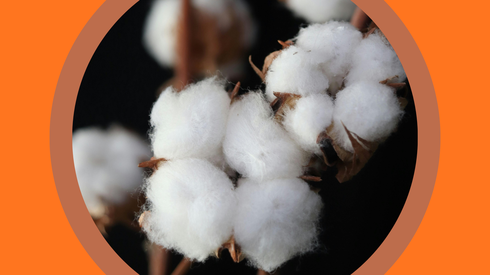 Photo of raw cotton